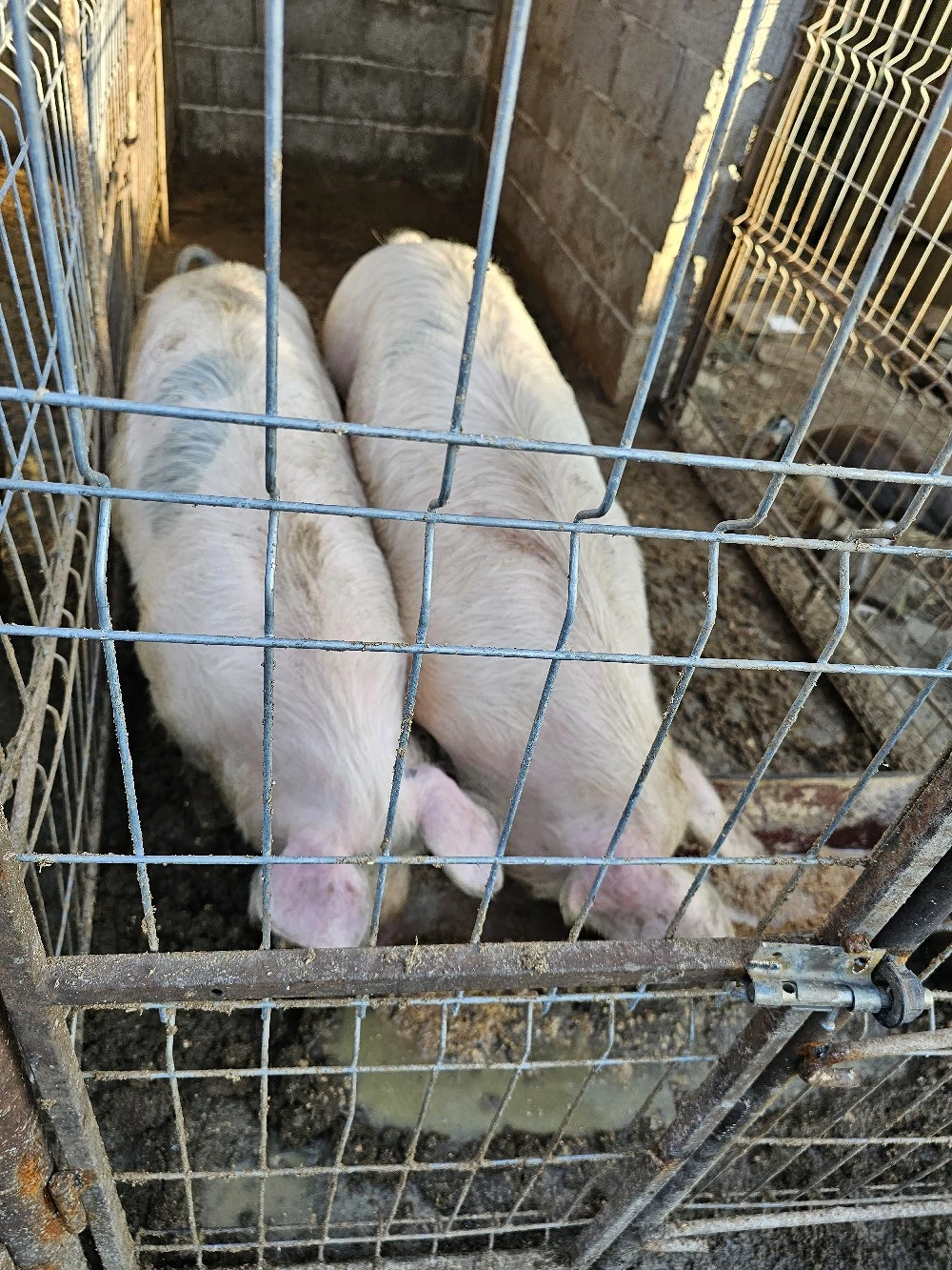 Porci landrace