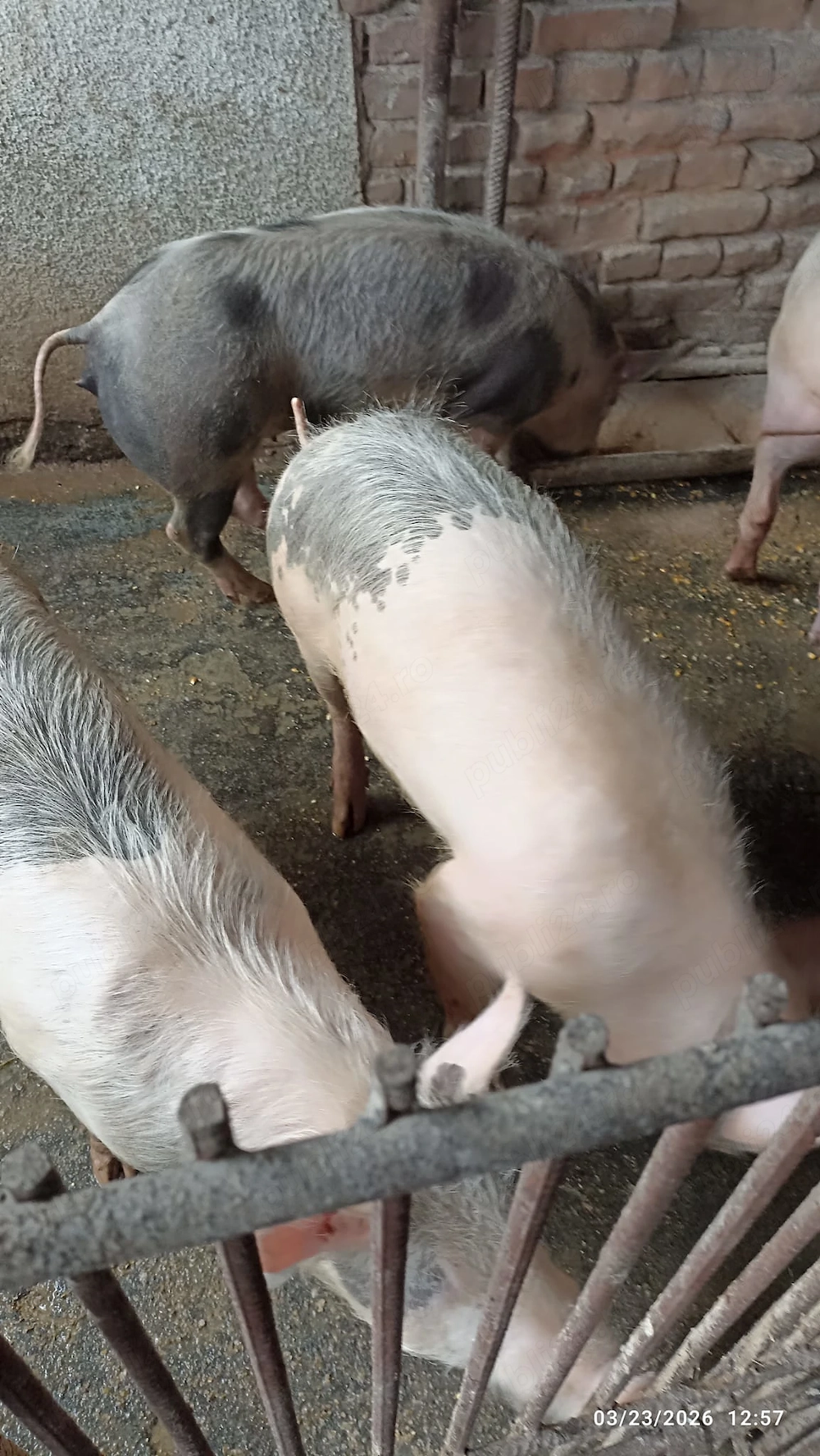 Vand purcei din august 2025