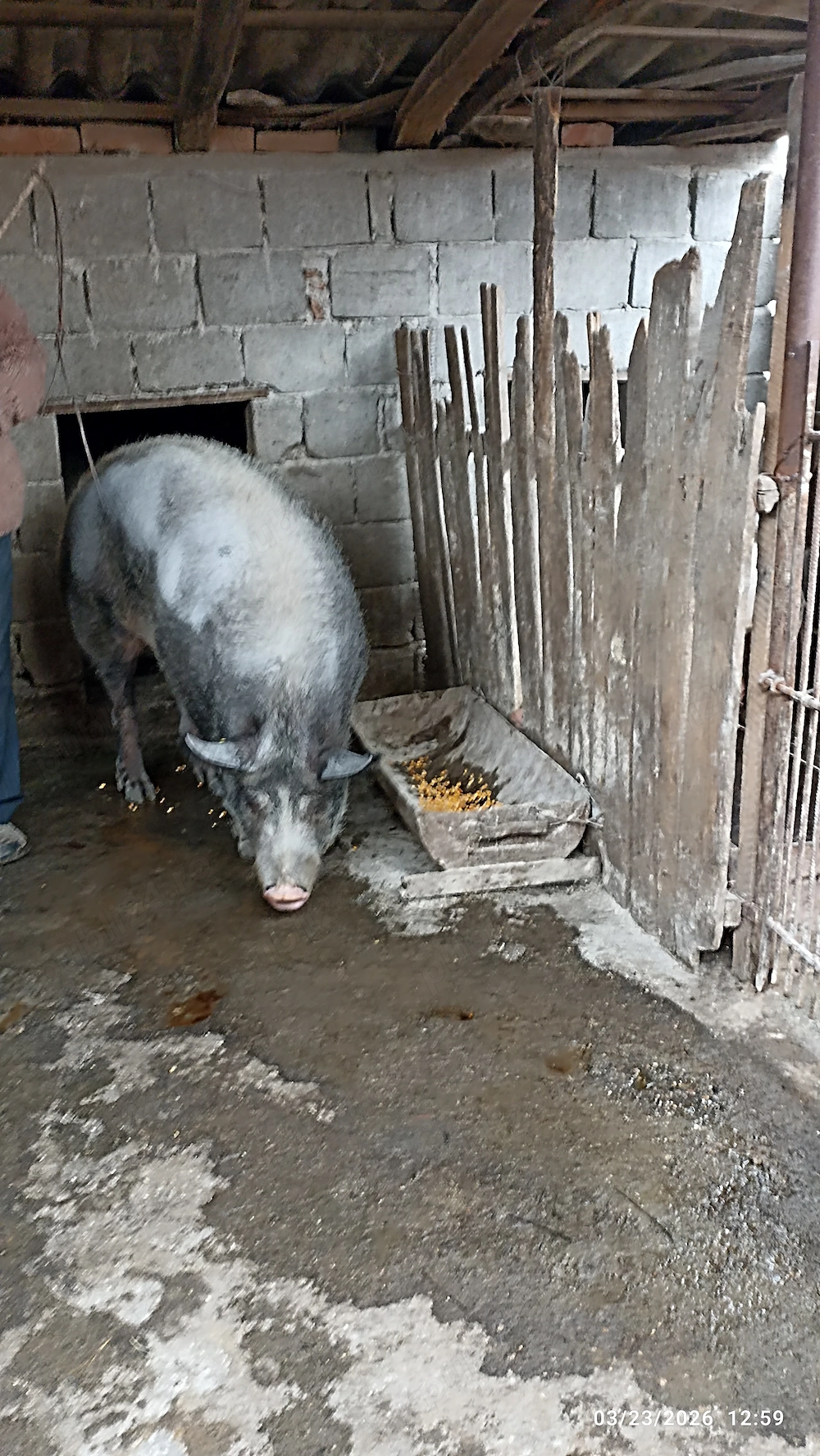 Porc de vânzare   crescut natural, ca pe vremea bunicilor