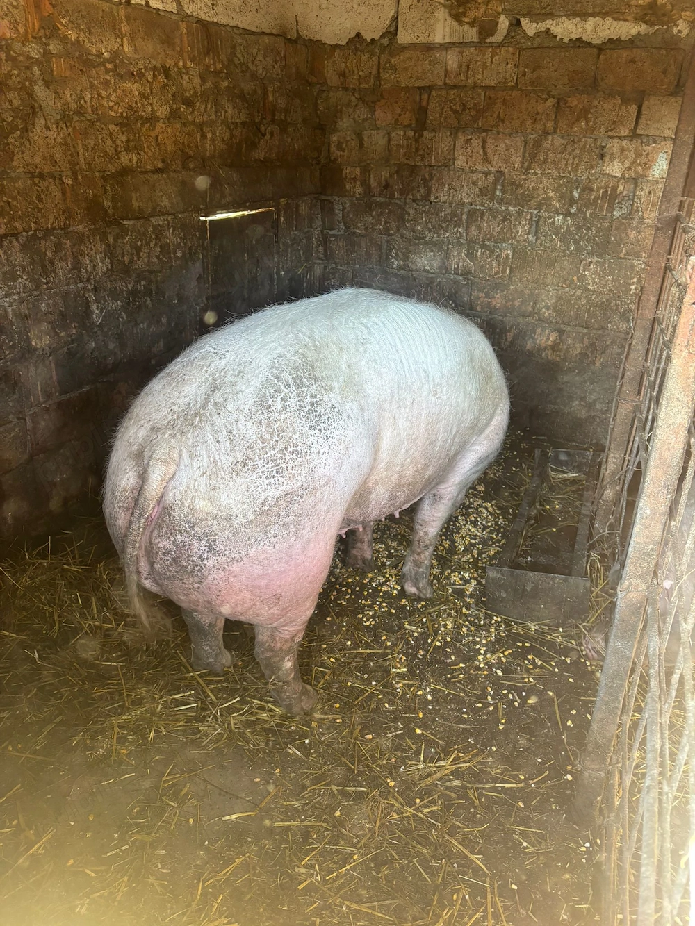 Scroafa pt sacrificat