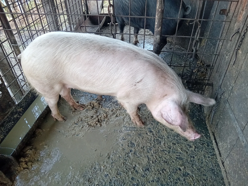 Vand scoafa de tinut sau taiat 