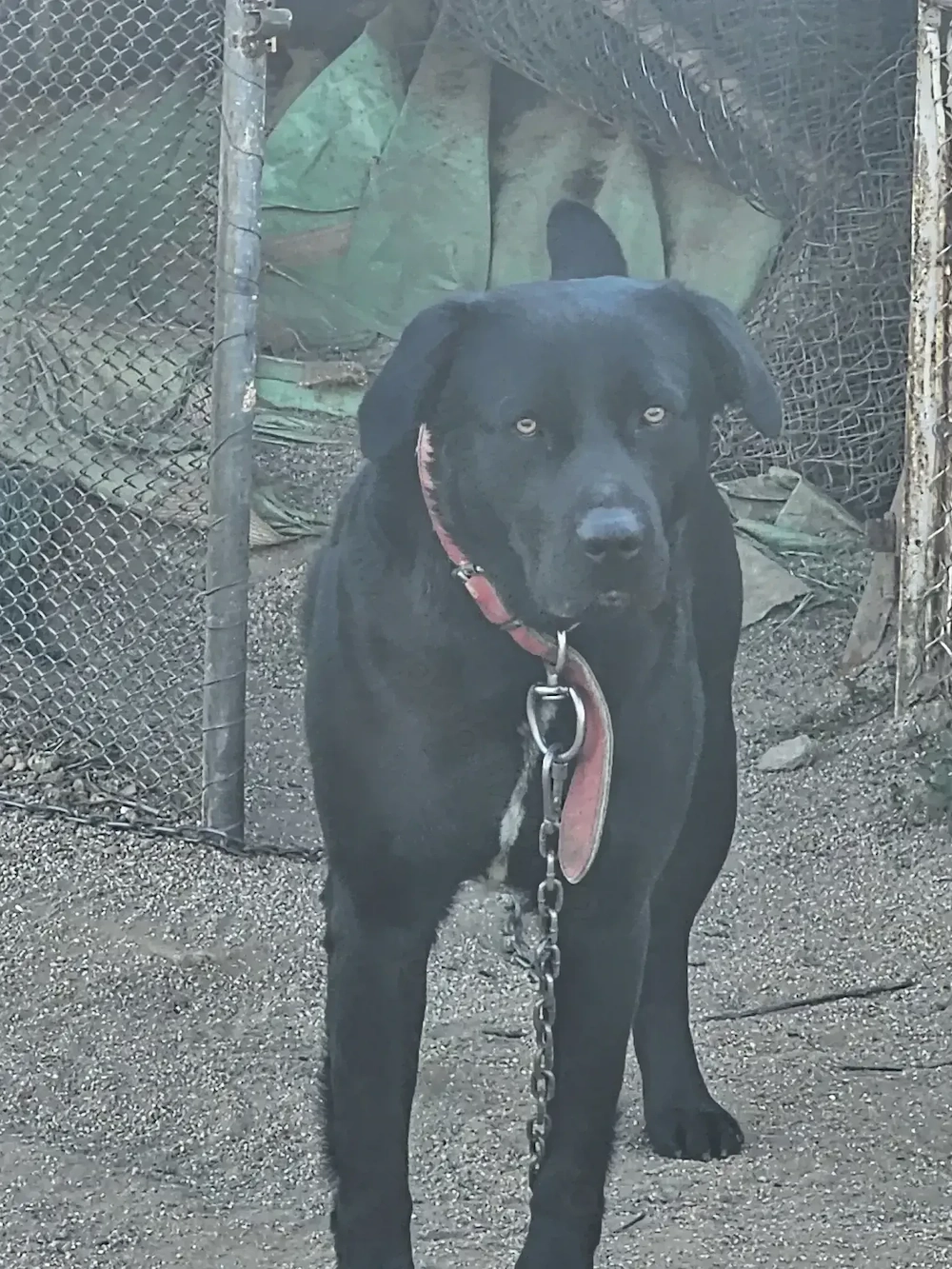 Labrador spre adoptie