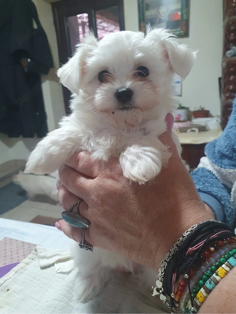 Bichon maltez, pui, fetita in varsta de 7 saptamani