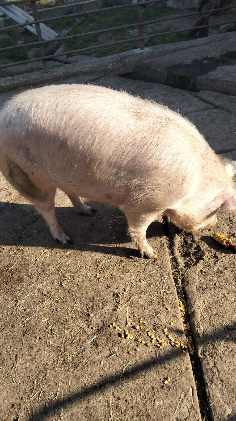 Vând porc de 130 kg