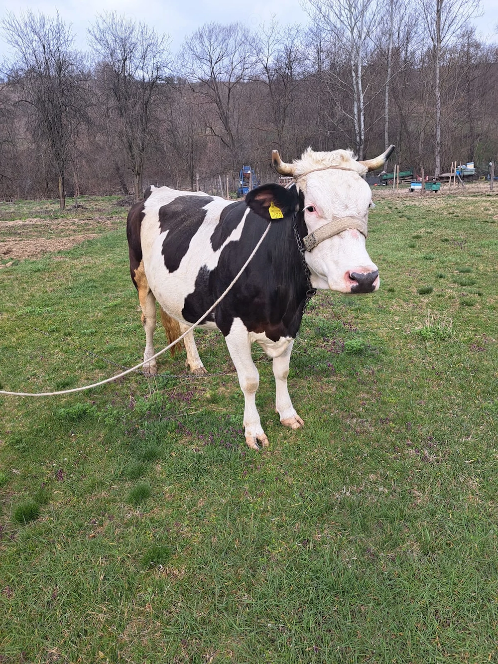 Vând vacă gestantă 