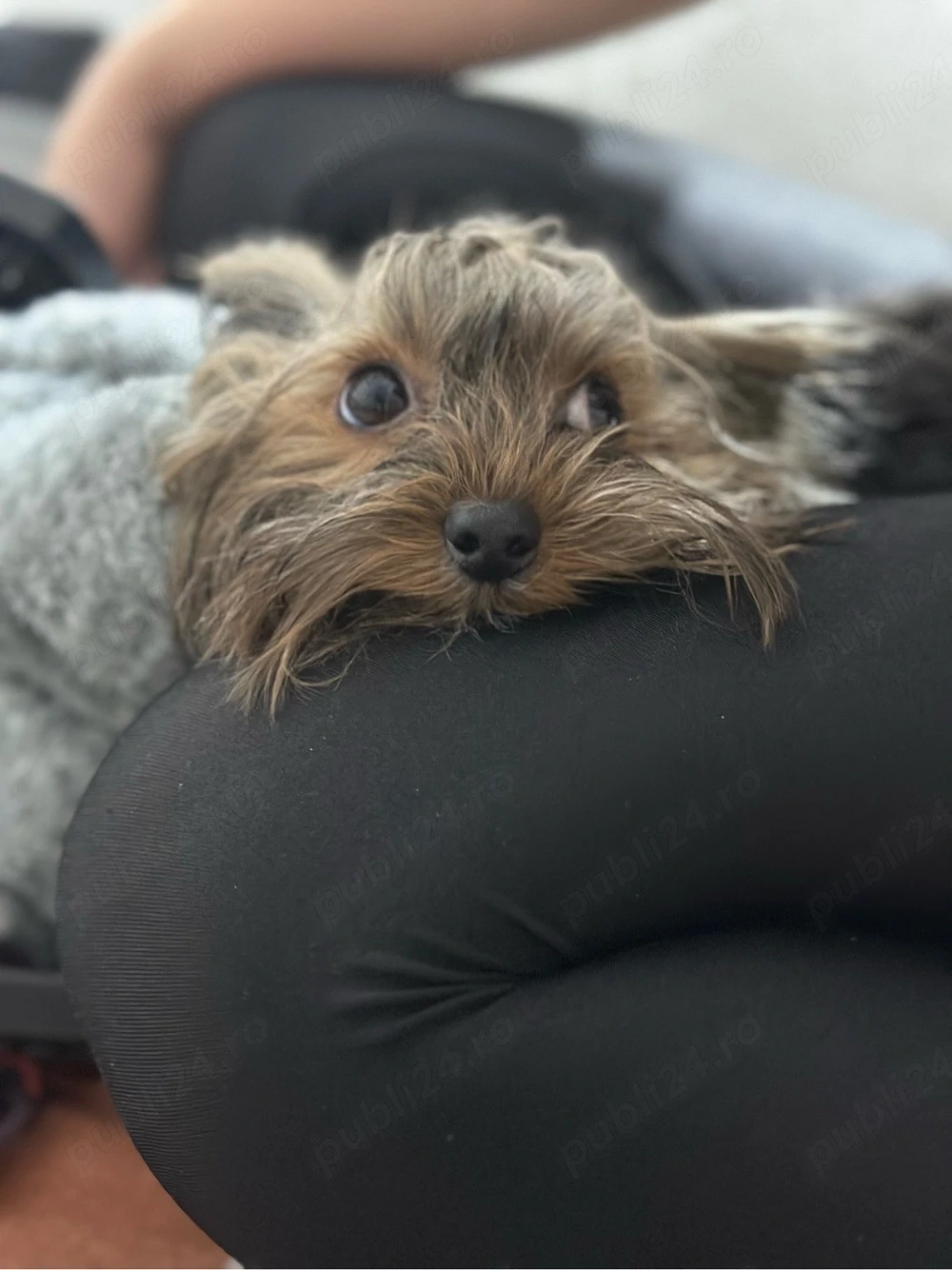 Rio își caută o domnișoară pe măsură 