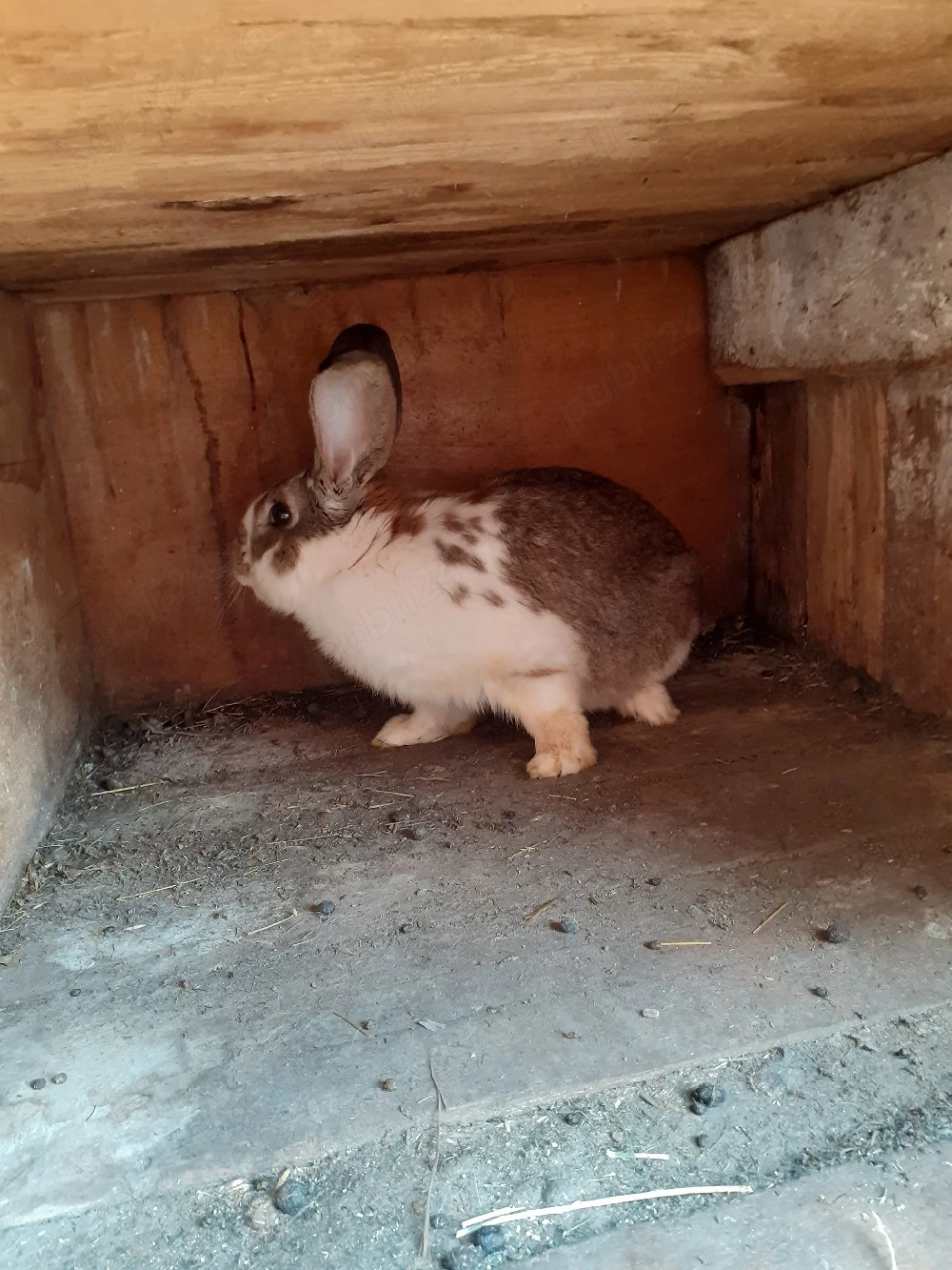 De vanzare 2  iepuroi 