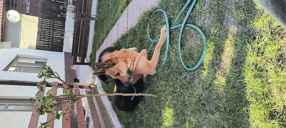 Donez Ciobanesc german