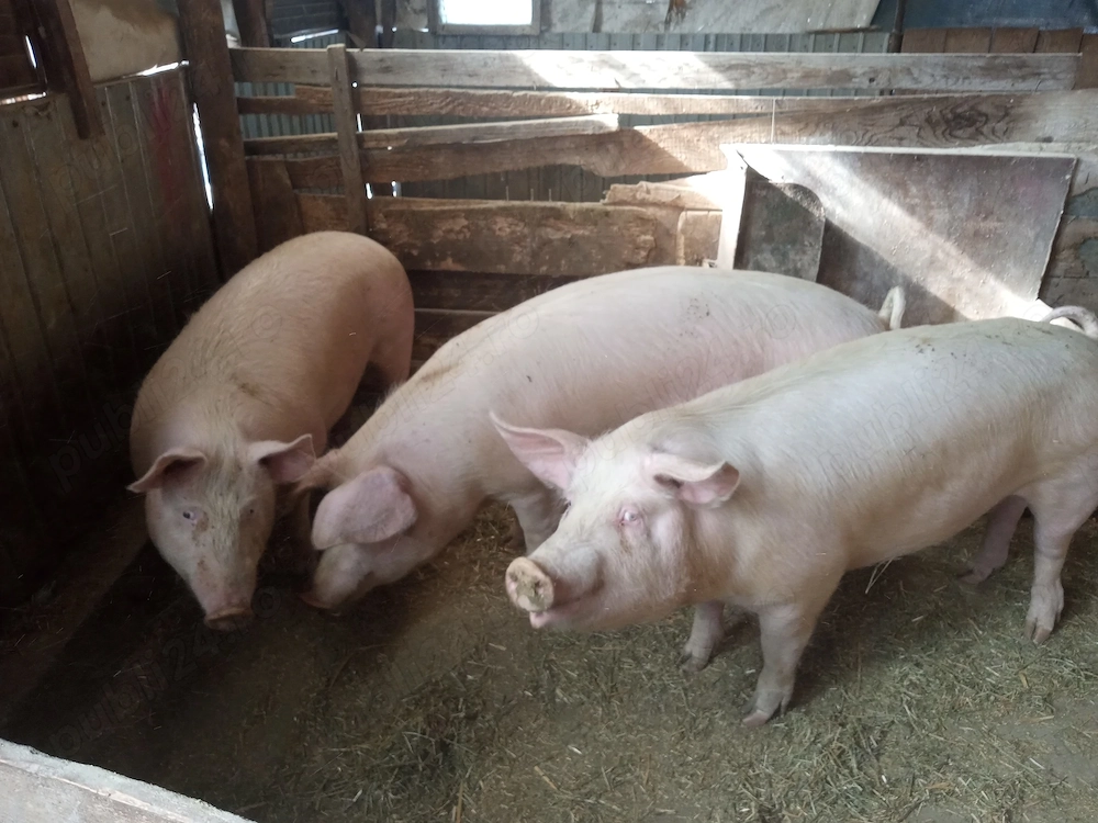 porc gras an jur de 160 kg marele alb cu landras la alegere 1 din trei