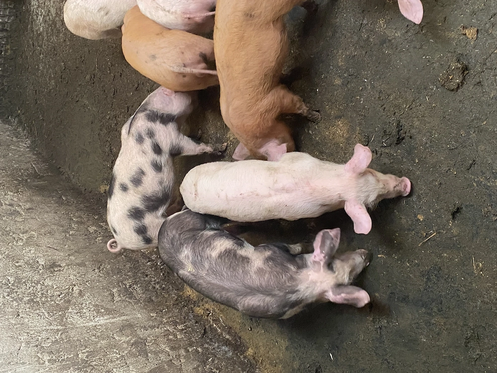 Porcei 20 kg 350 lei