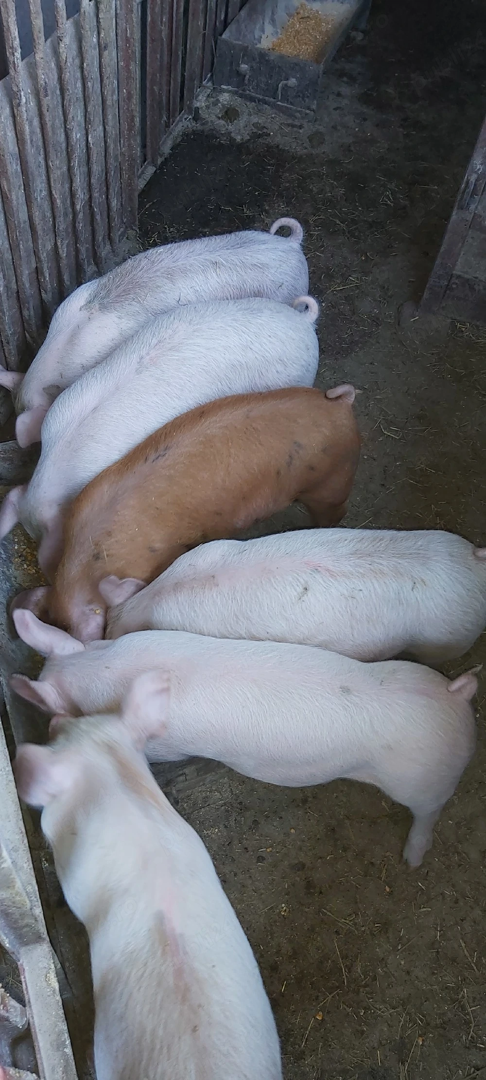 De vânzare, purcei!