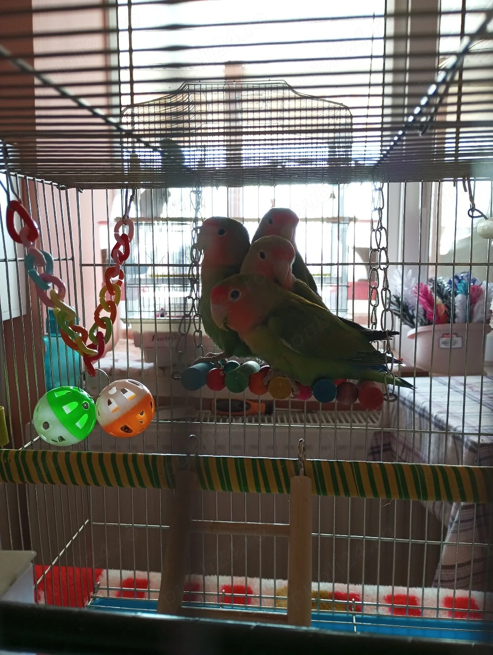 vand 2 băieței de papagali agapornis roseicolis 