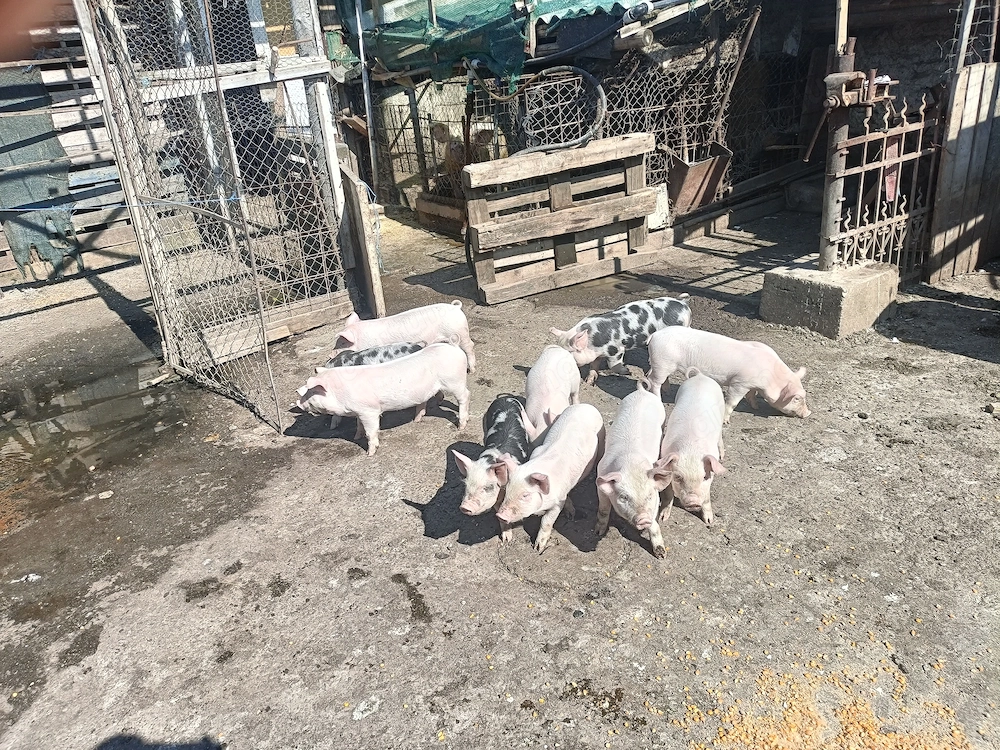 Vând purcei 8 săptămâni, 350 bucata și porci grași 100 - 130 kg - 14kg.