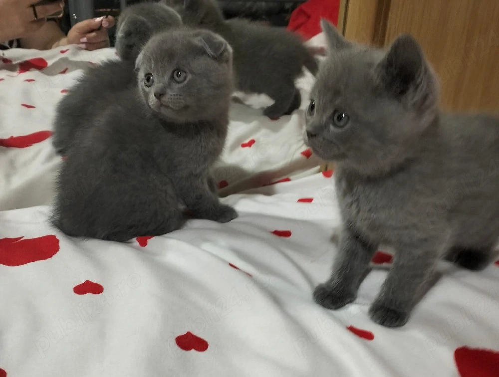 Pisicuti British Shorthair