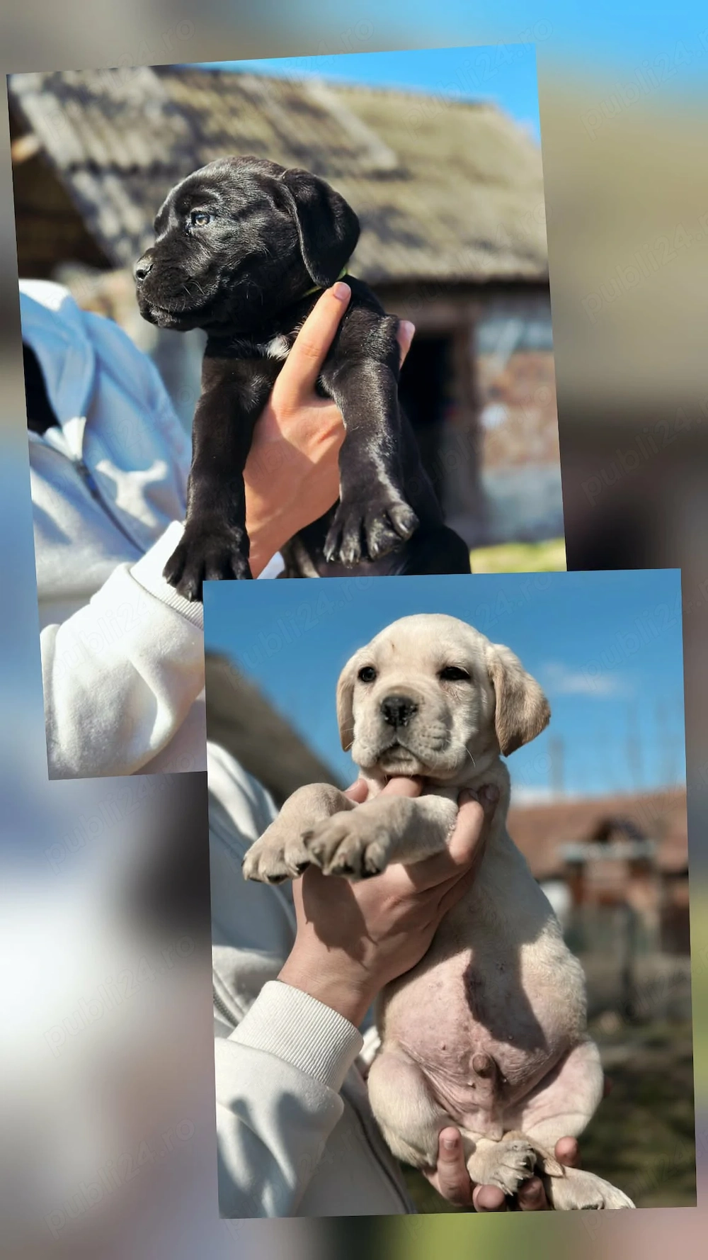 Pui Cane Corso 11 săptămâni