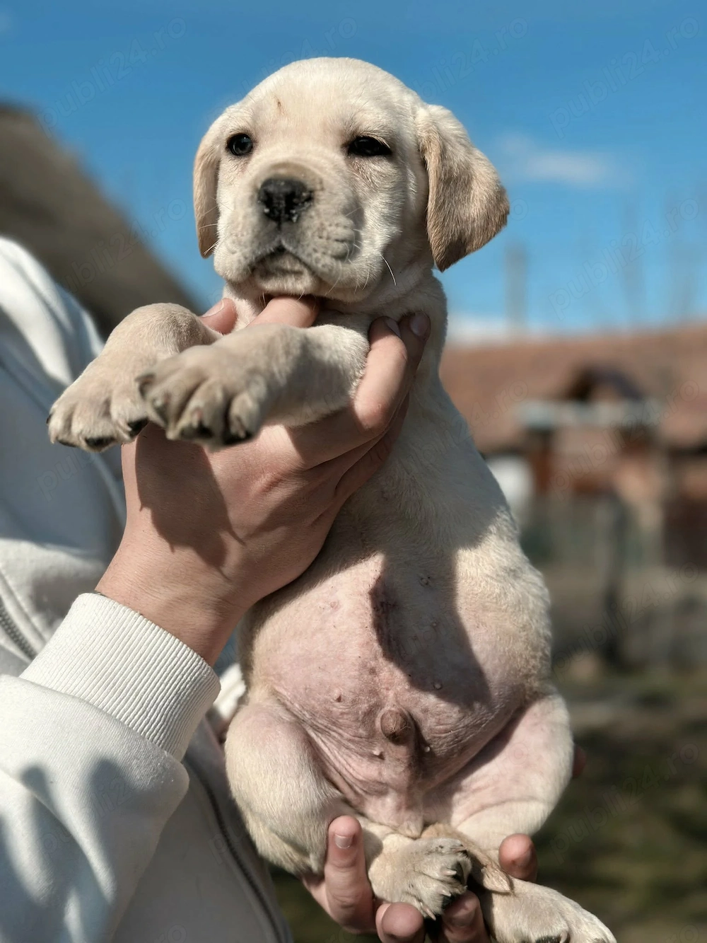 Pui Cane Corso 11 săptămâni