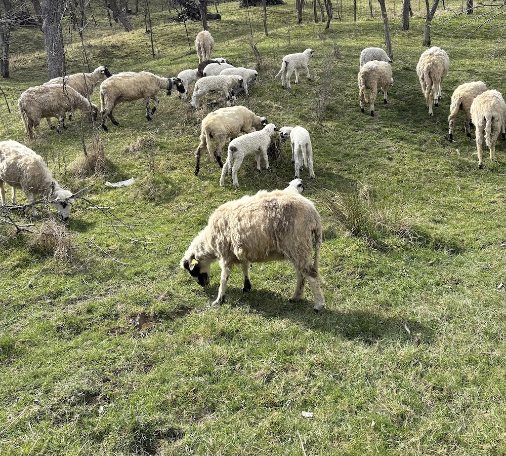 Oi cu miei de vânzare 