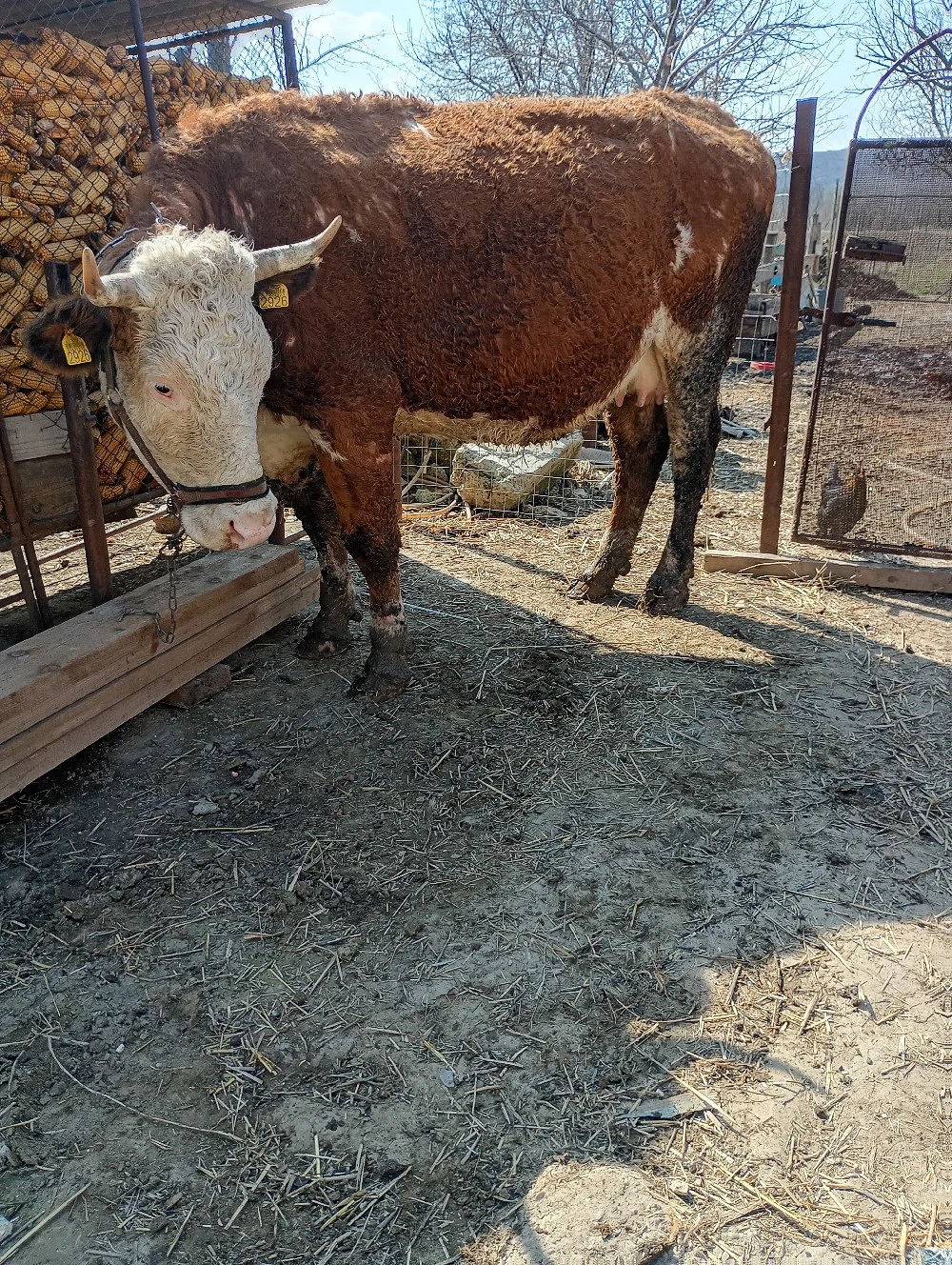 vând vacă Bălțata 