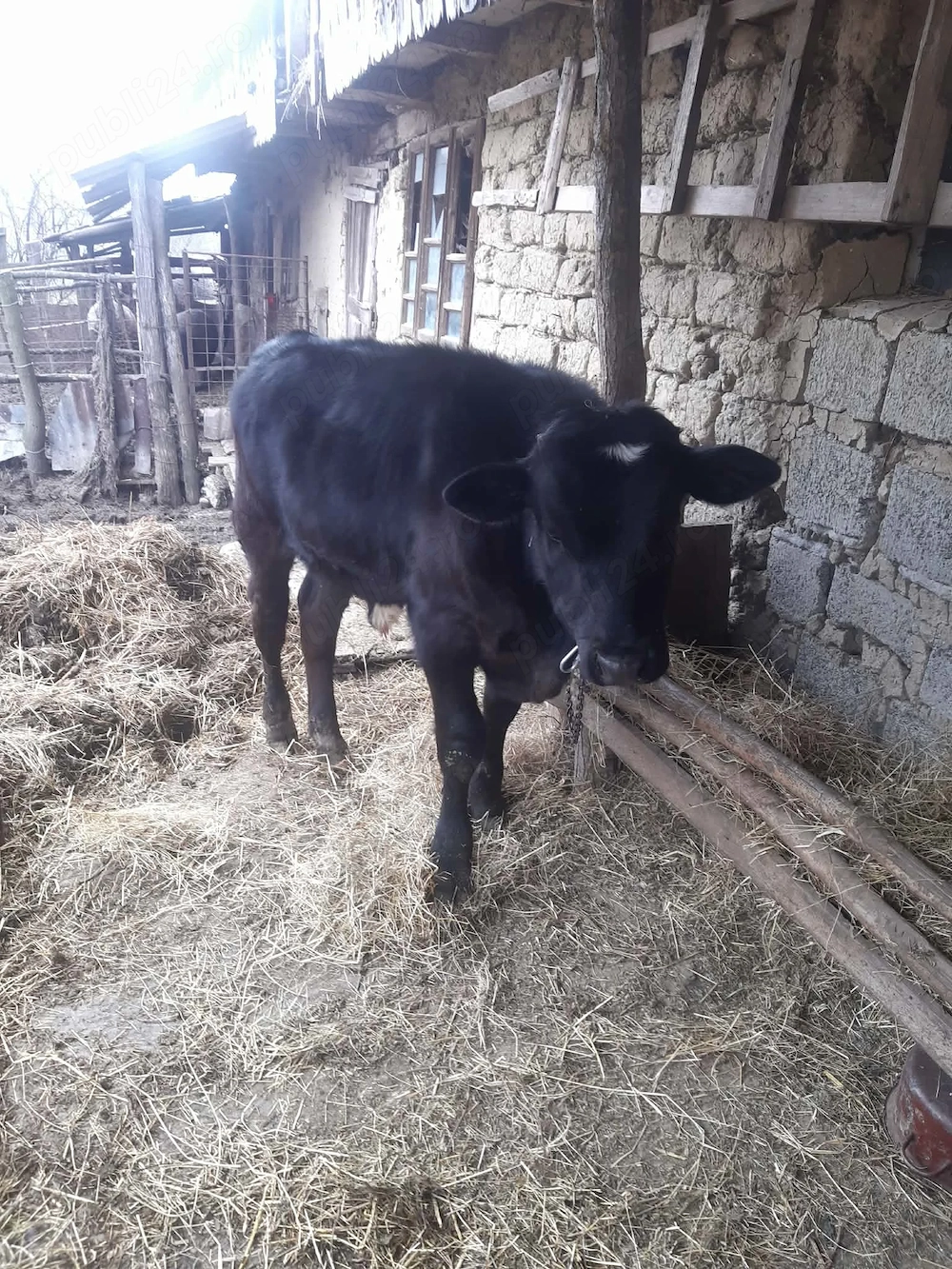 Vand vitel si porc impreuna