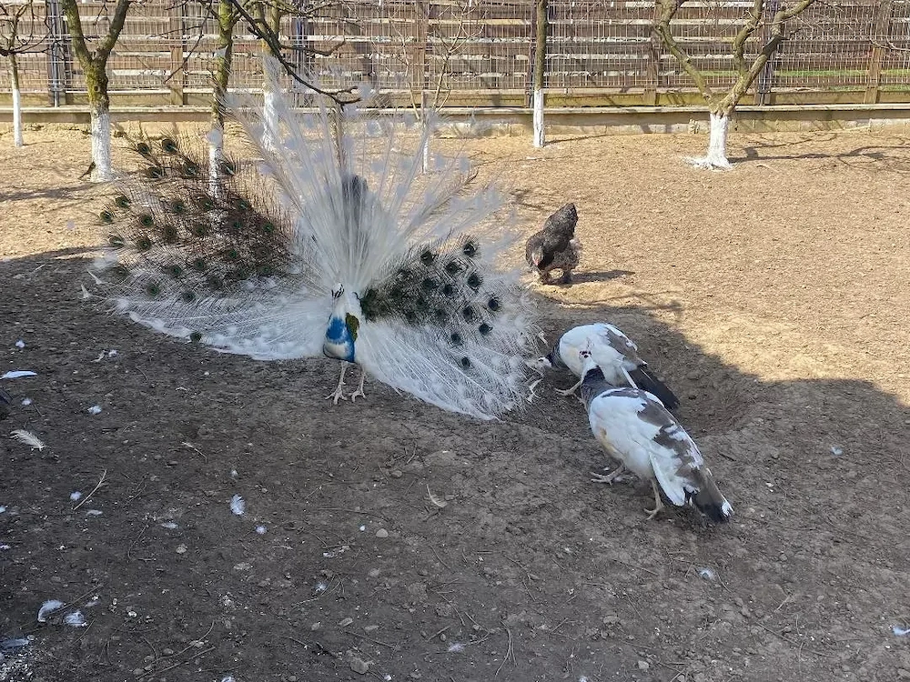 Ouă de păun arlechin - alb - standard !