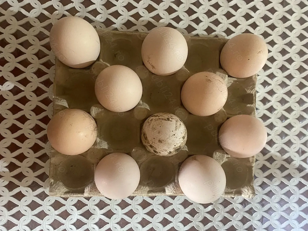 Ouă de păun arlechin - alb - standard !