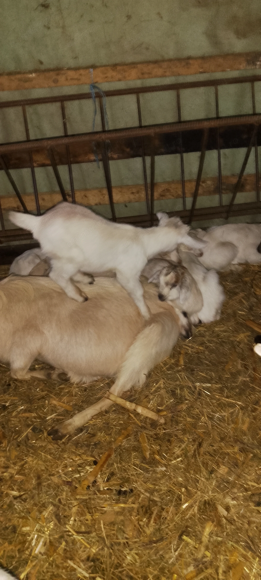 Iezi disponibili Nucet Dambovita 