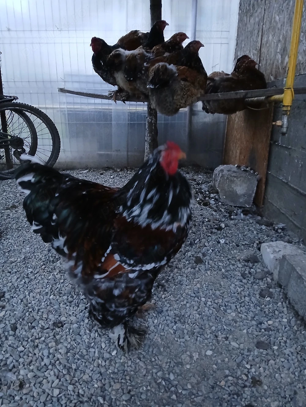 vand oua brahma portelan si cochin urias bobat