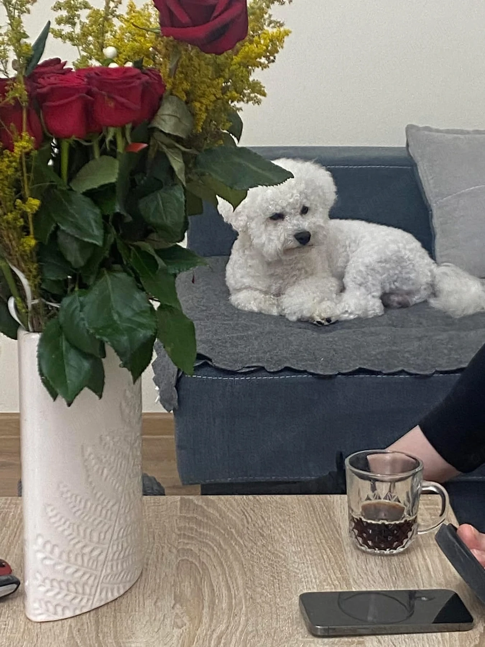 Băiețel Bichon Frise 