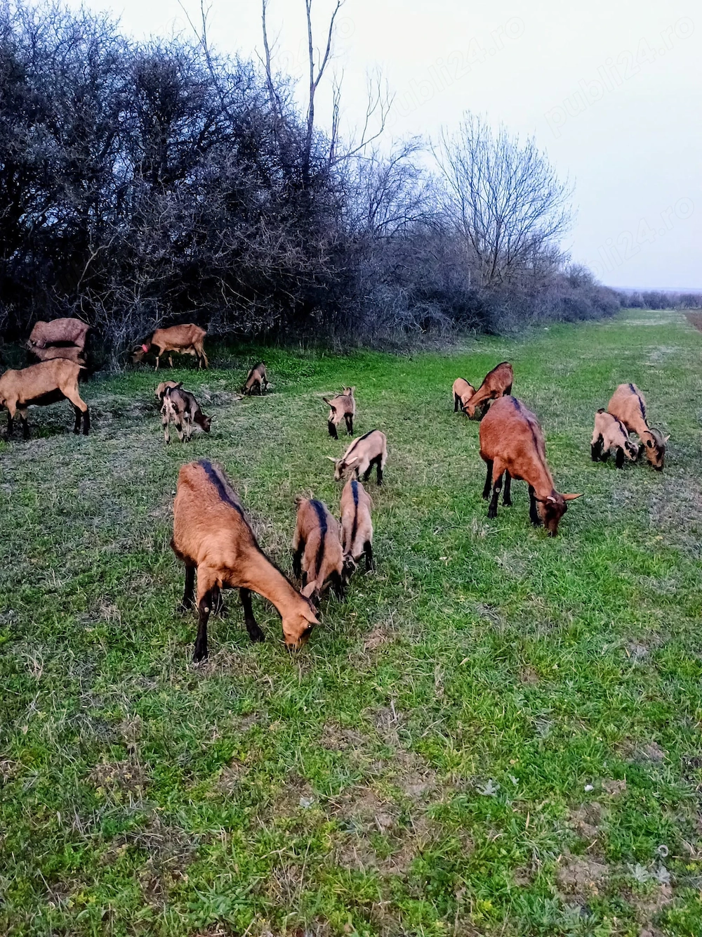 Vand Iede Alpina Franceza.