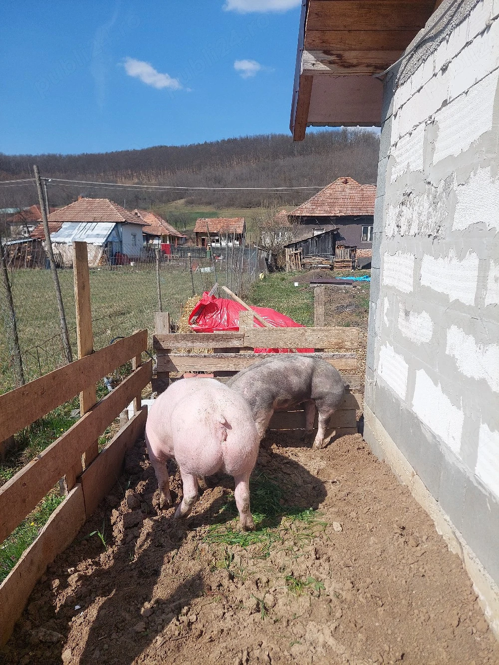 Vand 2 scrofite pietrain 