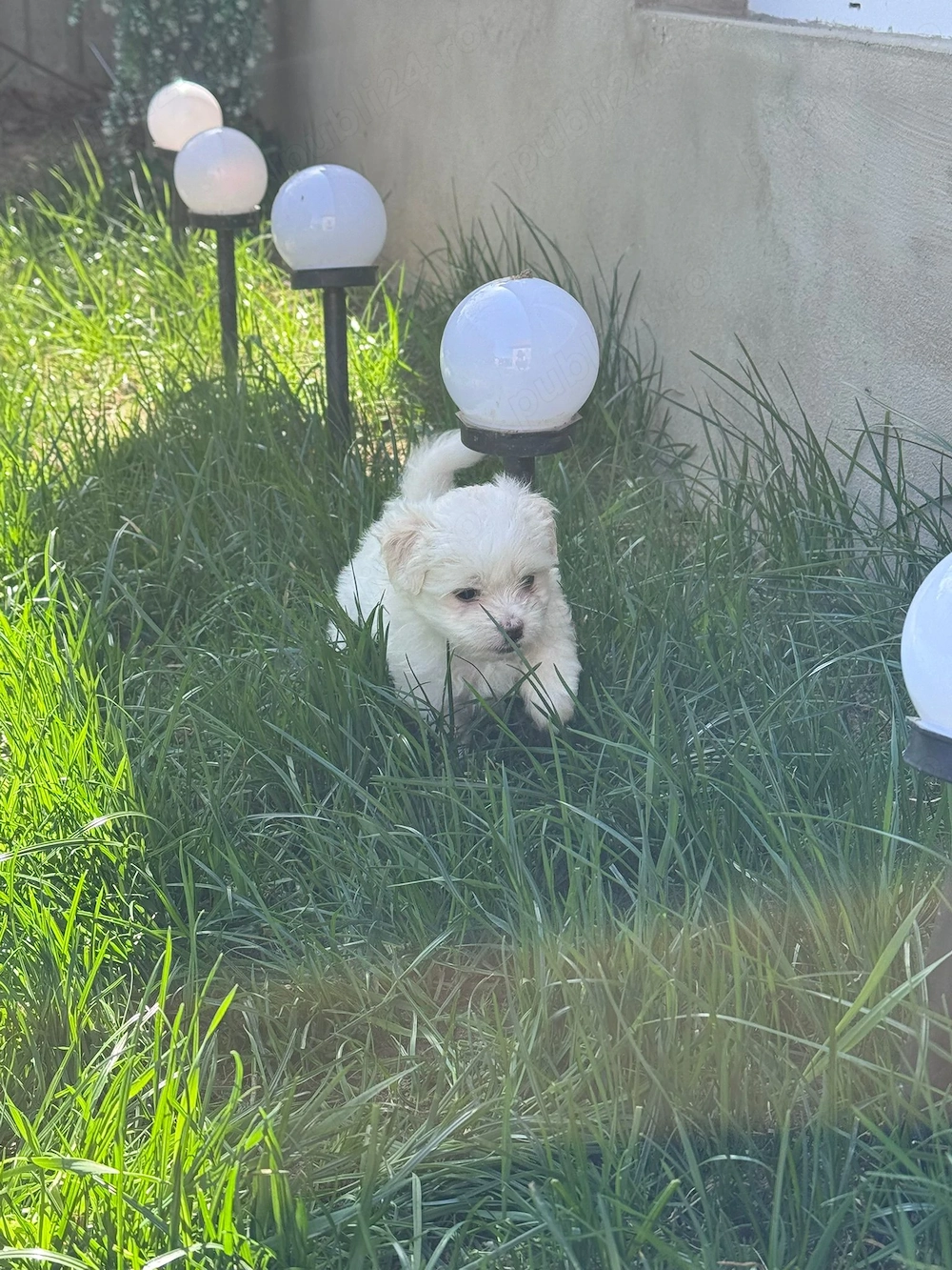 Vând bichon  maltez