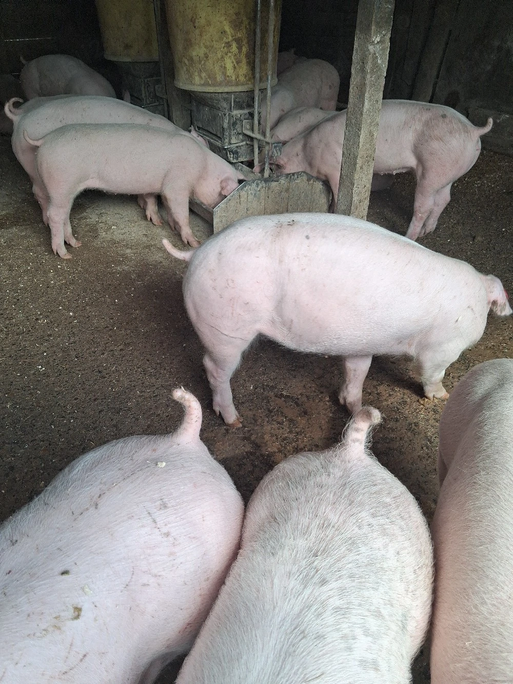 Purcei doar masculi castrați 