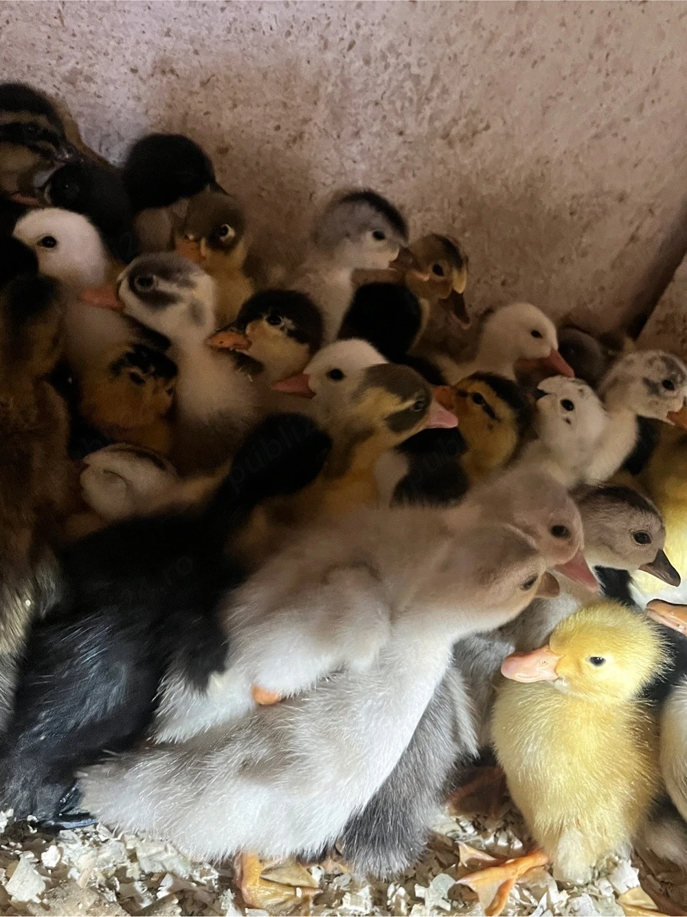 Boboci de rață românească și polară