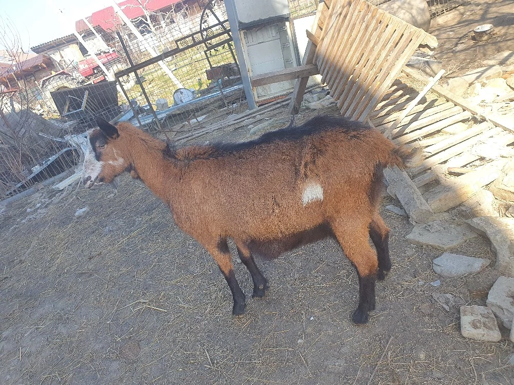 capra alpina franceza 