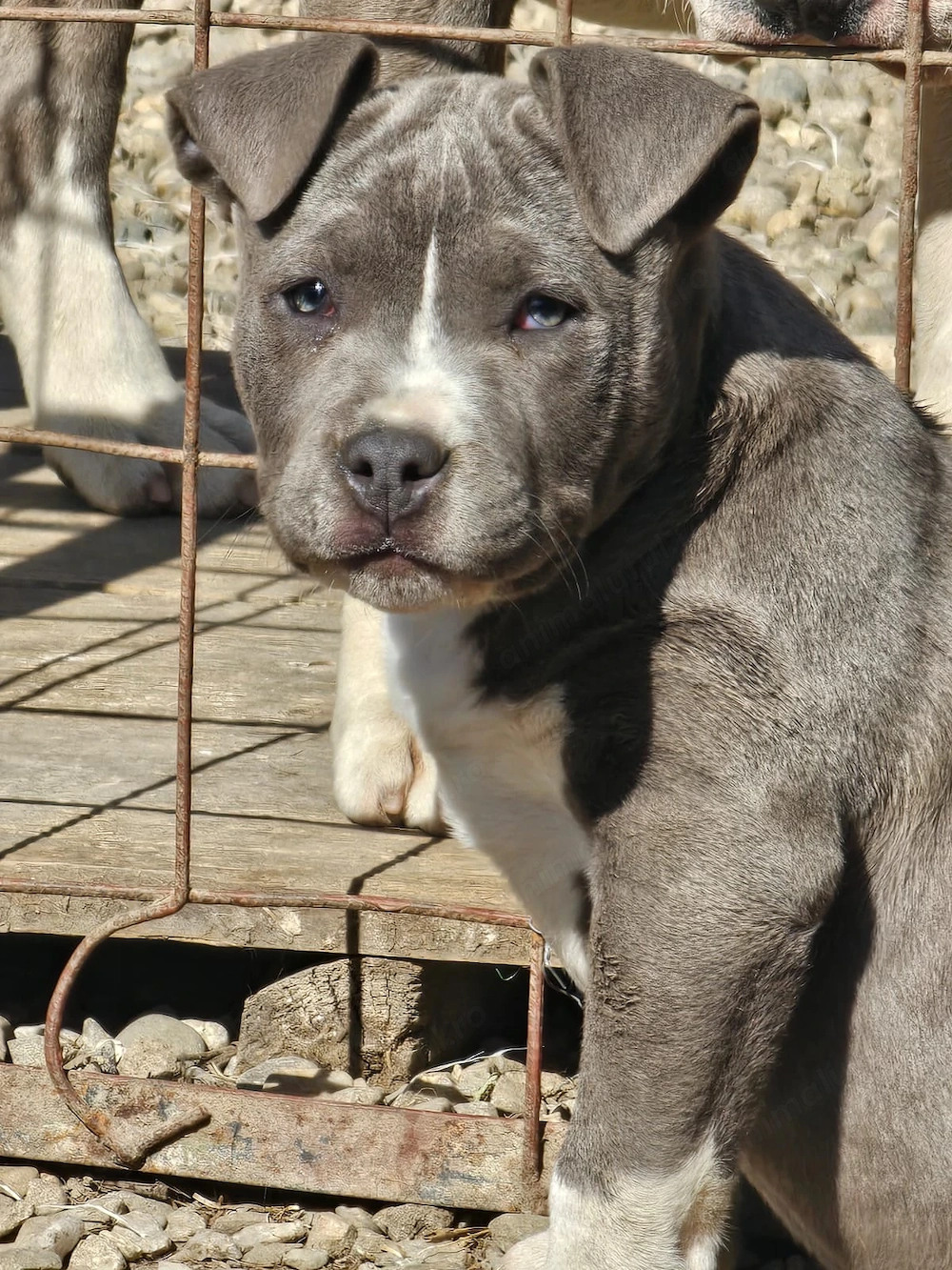 Vând femelă amstaff