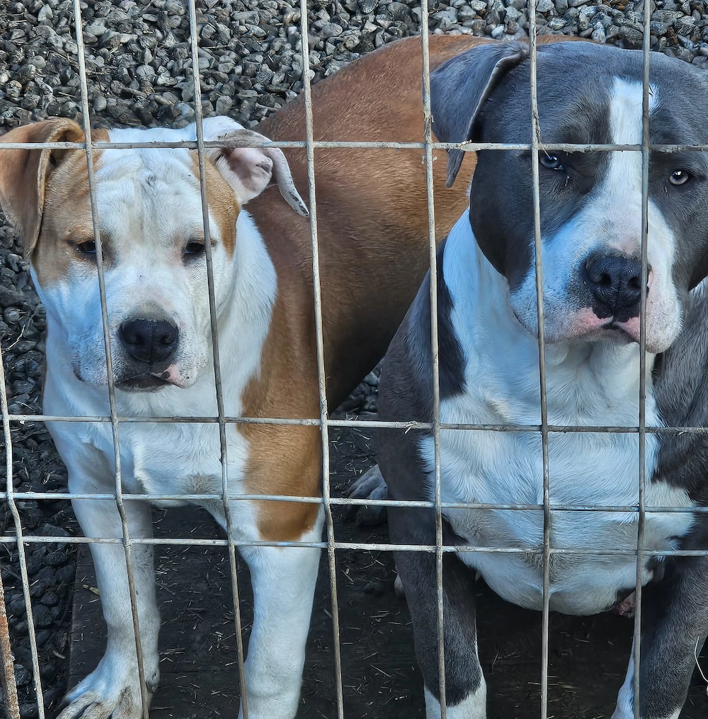 Femelă si mascul Amstaff