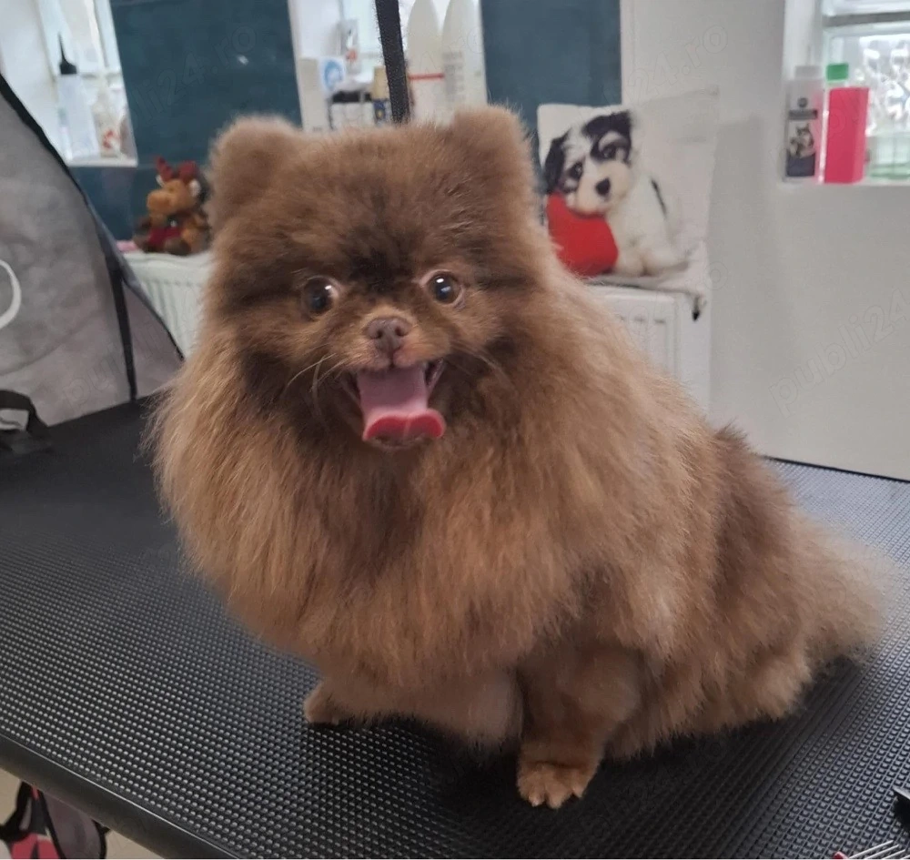 Pomeranian Toy 3 ani Gestanta 