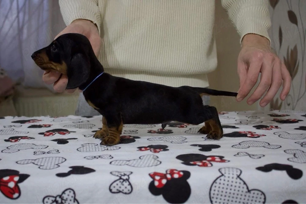 Teckel negru  cu pete de foc 