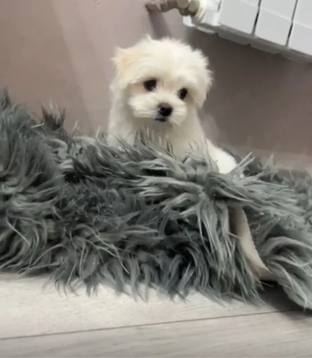 fetita bichon isi cauta casuta 