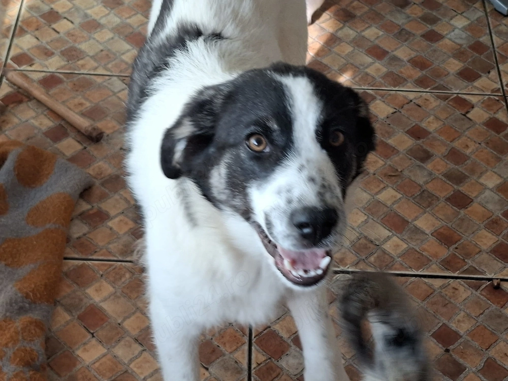 Donez catelusa de 5 luni, talie medie, 