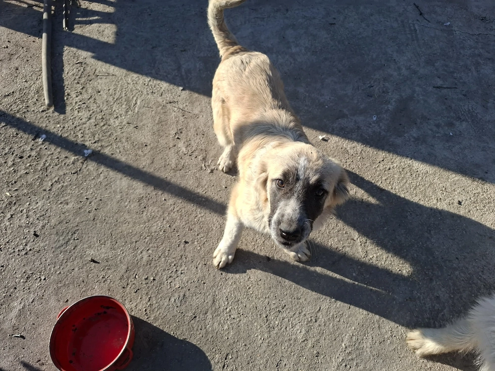 Donez catelusa talie medie, 5 luni, salvata impreuna cu 11 frati