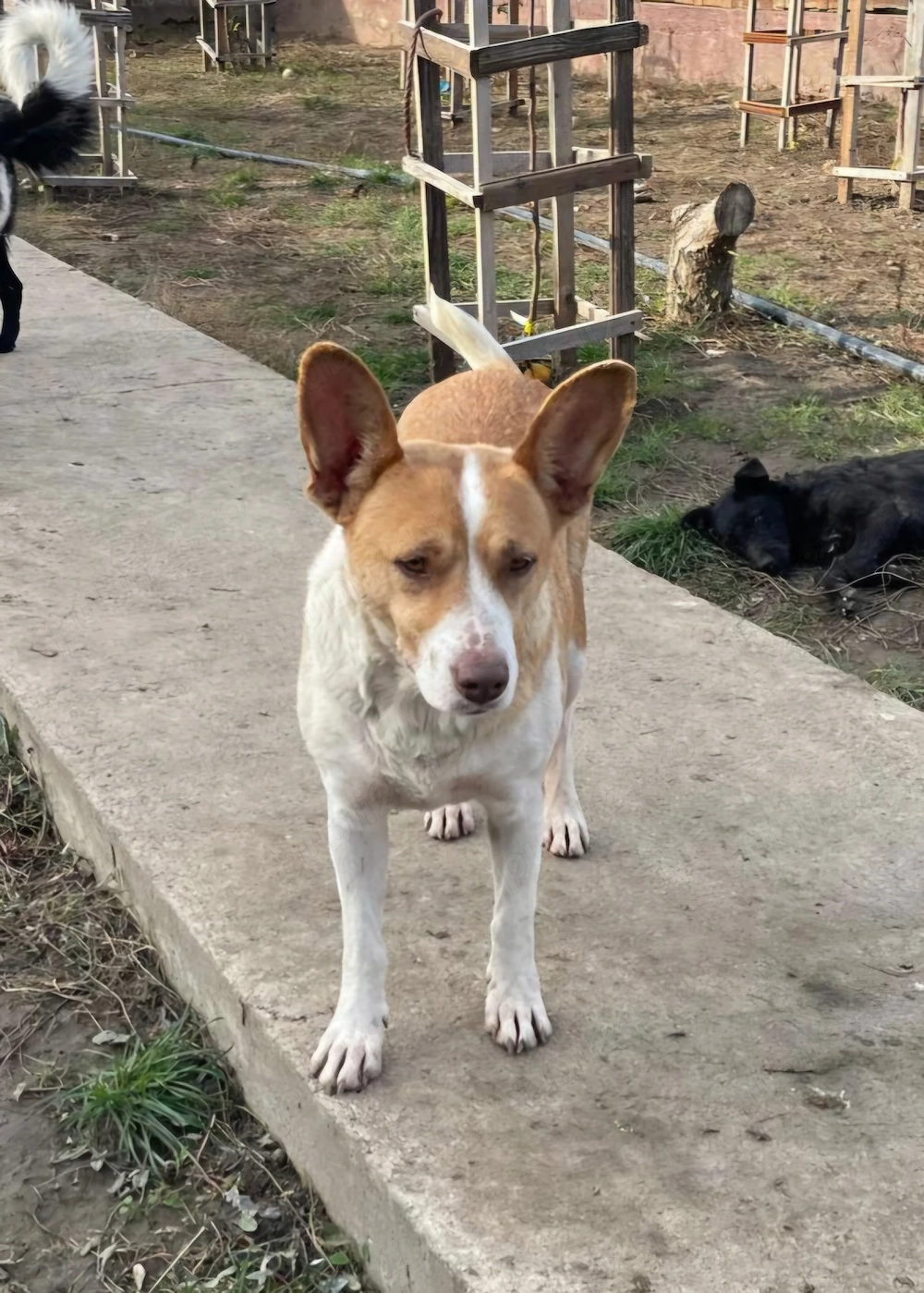 Donez catelusa de 1 an si jumatate, talie medie, sterilizata