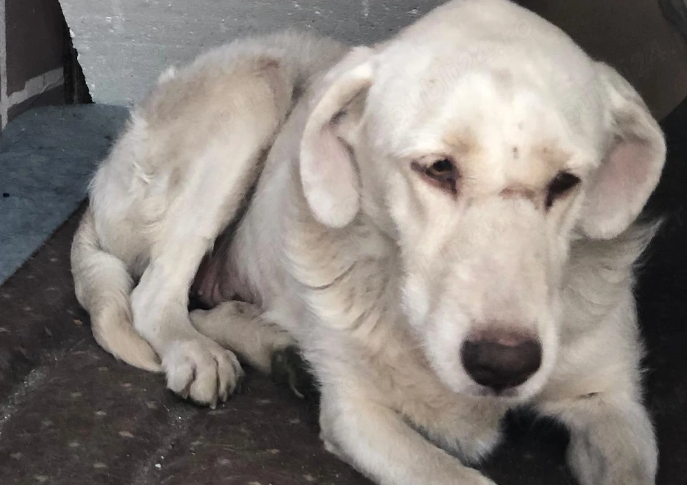 Donez catelusa de 2 ani, sterilizata