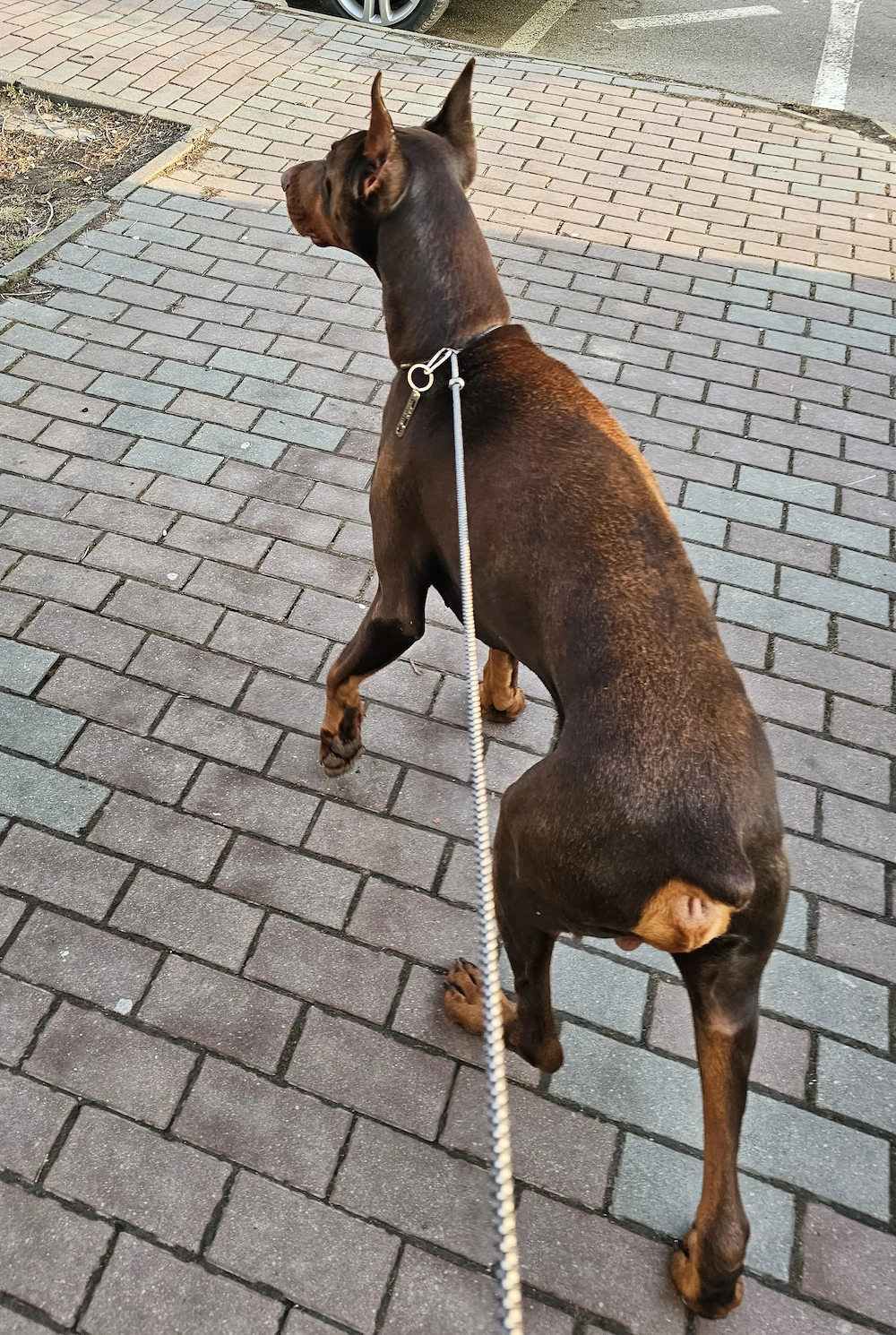 Doberman mascul