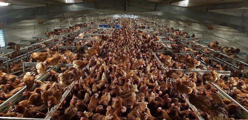 Angajăm medic veterinar CMV de liberă practică