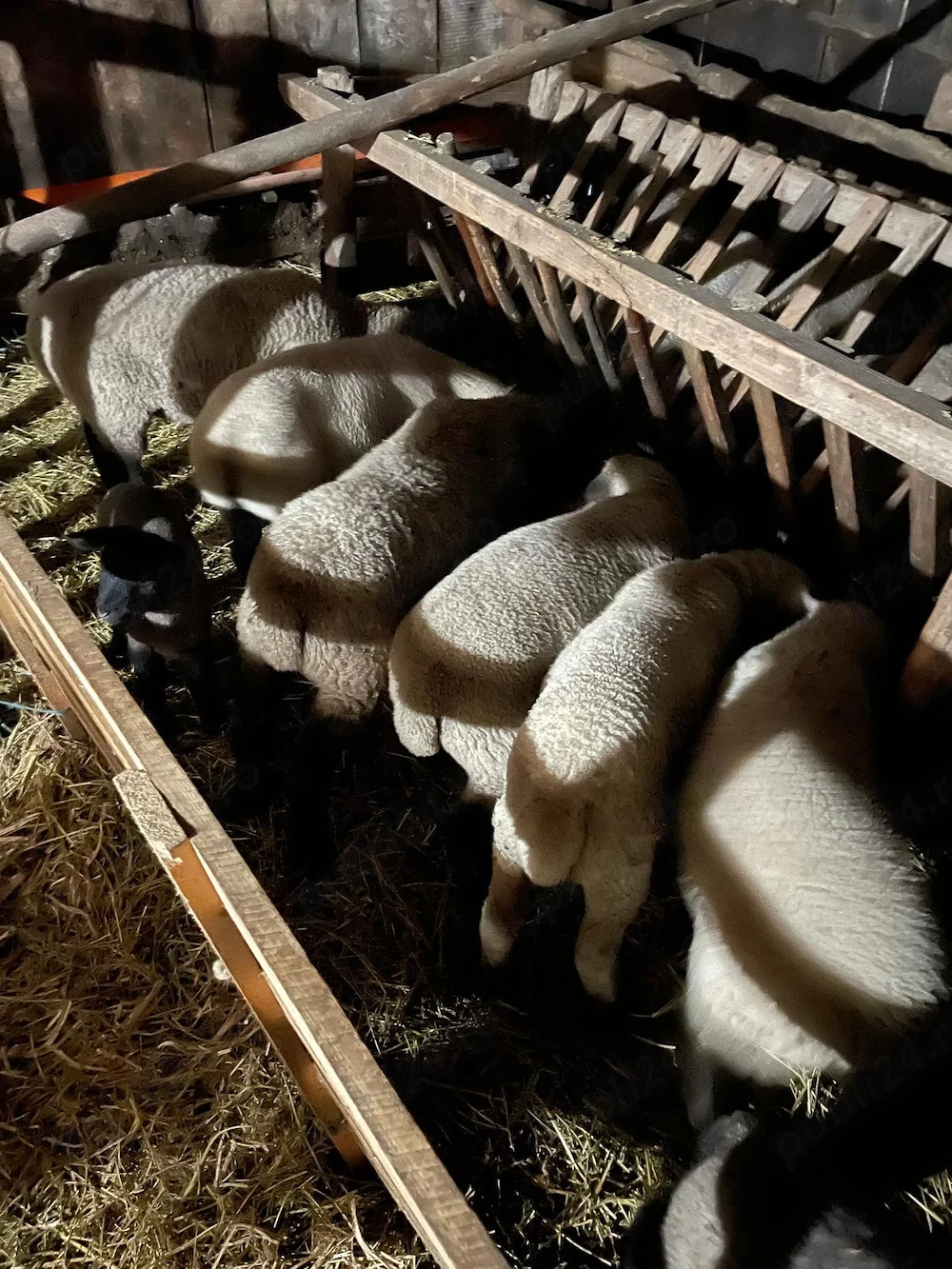 Miei berbecuti Suffolk