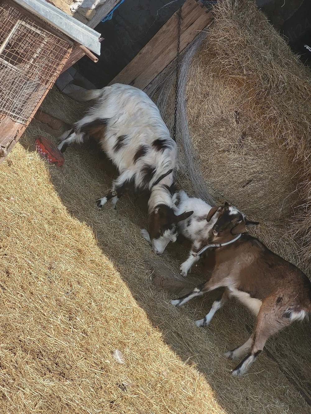 Caprite tinere de rasa