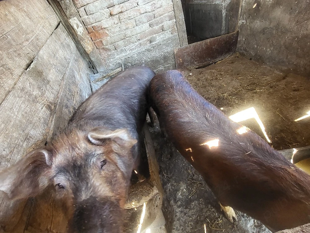 purcei si soldani de vanzare