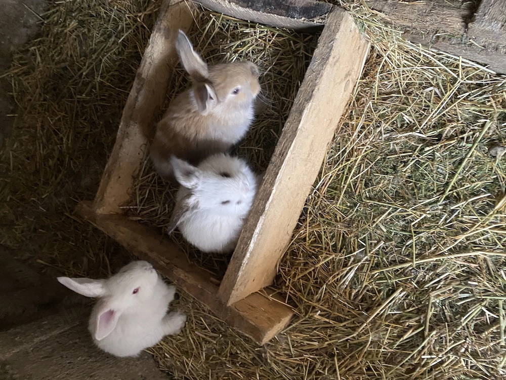 Iepurași de vânzare metis 