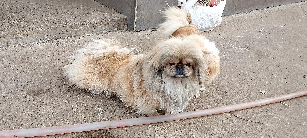 Mascul de 2 ani și jumatate